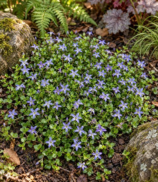 Lobelia pedunculata ‘County Park’